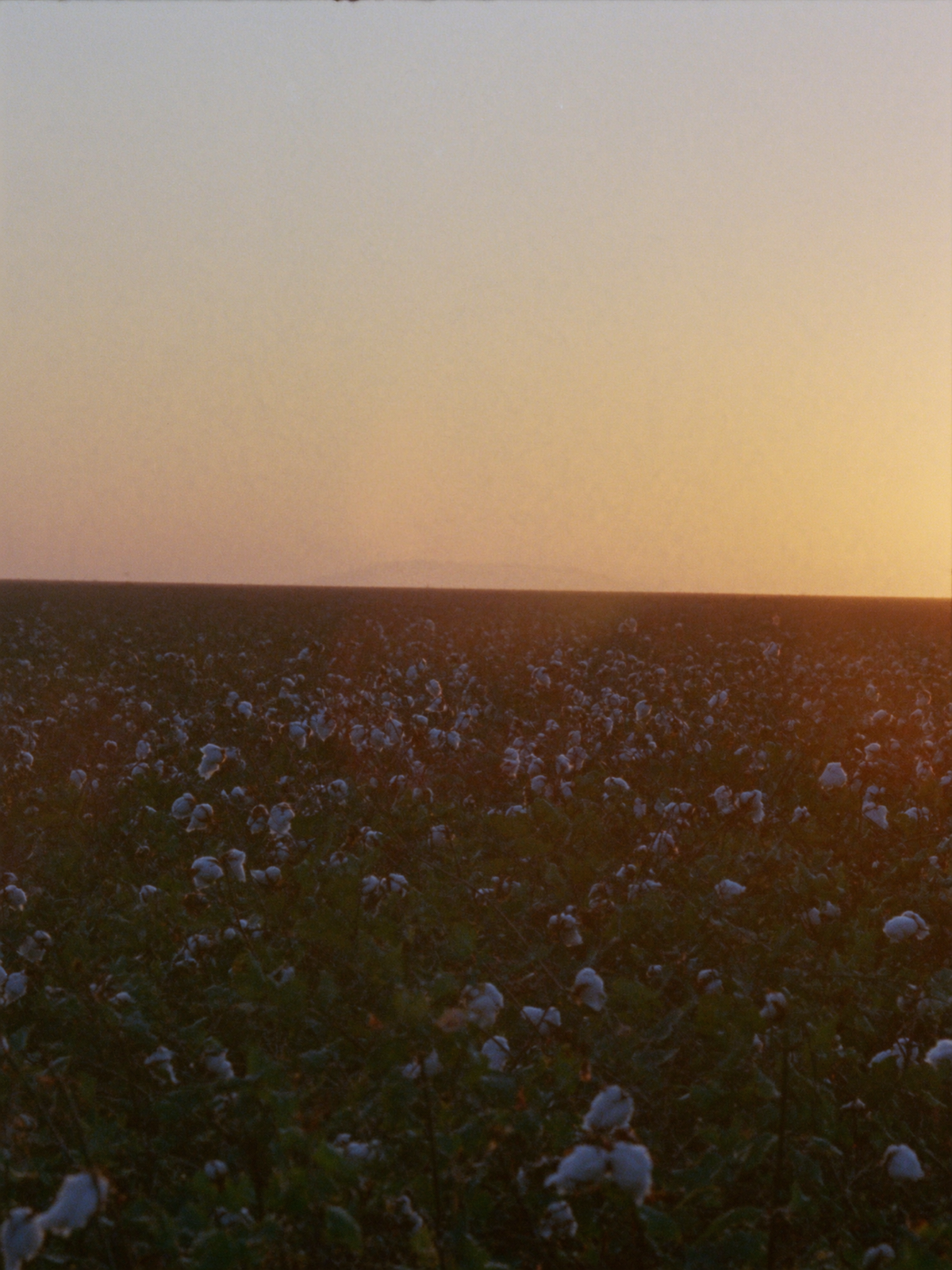 COTTON