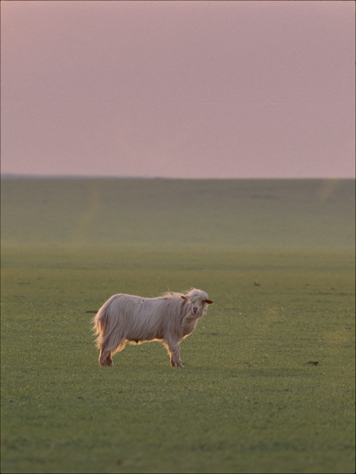 CASHMERE
