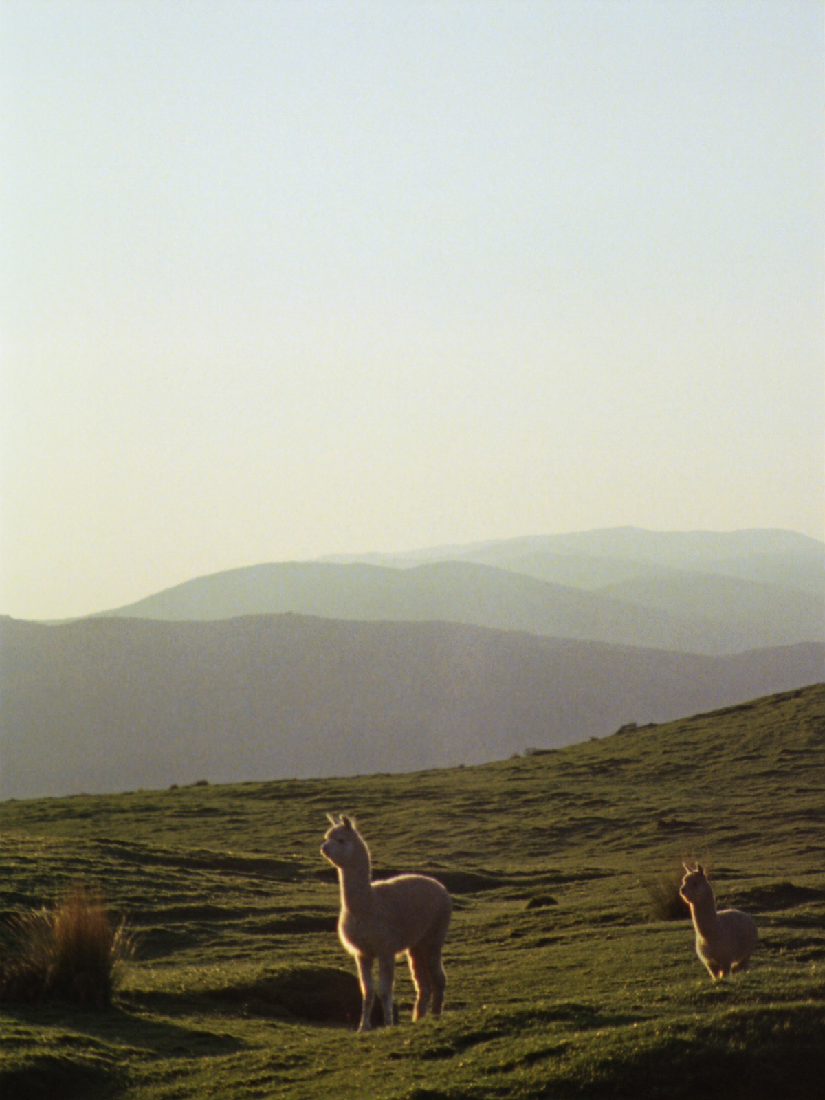 ALPACA